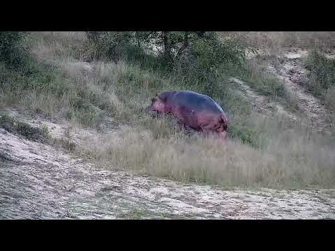 Djuma: Hippo leaving the dam - 17:22 - 05/07/2022