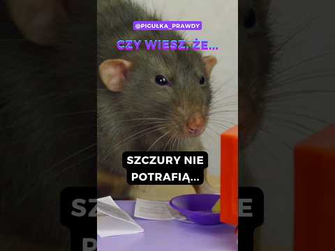 Dlaczego trutka działa na szczury? #gryzonie #natura #fakt #ciekawostki @Pigułka_Prawdy #64