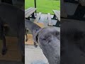 Daniff Working On Her Off Leash Skills Cincinnati Dog Trainers Off Leash K9