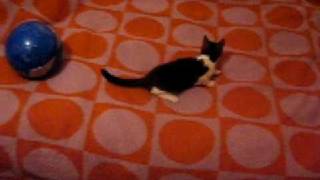 preview picture of video 'Laser Cat in Draganesti-Olt'