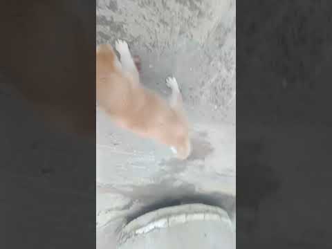 zufi play the game 🎯 like