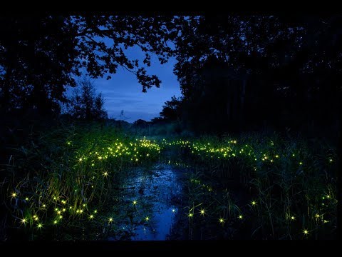 download lagu mp3 mp4 Lampyris Noctiluca, download lagu Lampyris Noctiluca gratis, unduh video klip Lampyris Noctiluca