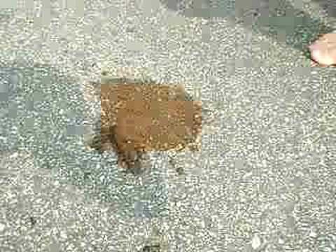 Messin' with Sasquatch Pt. 1