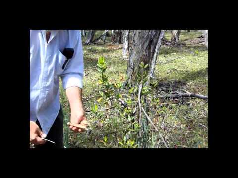 Grass Tree Tinder & Tracks By Keith H  Burgess