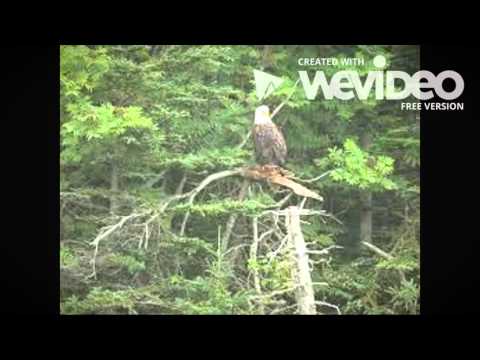 The Oak and The Rose