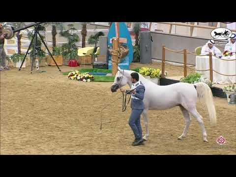 N 150 SAMEH AL WAAB   1st Qatar Arabian Horse Show Local Bred