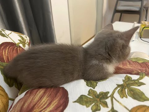 Suri don't want to eat shredded squid on my Nvidia 4090 server now.