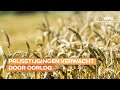 Grote zorgen over tarweoogsten door oorlog: 'Kans dat brood duurder wordt bijna 100%'