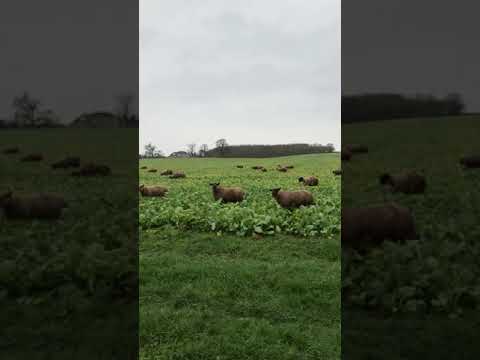 , title : 'Bentley Suffolk, Aberblack & Aberfield ram lambs being winter on turnips'