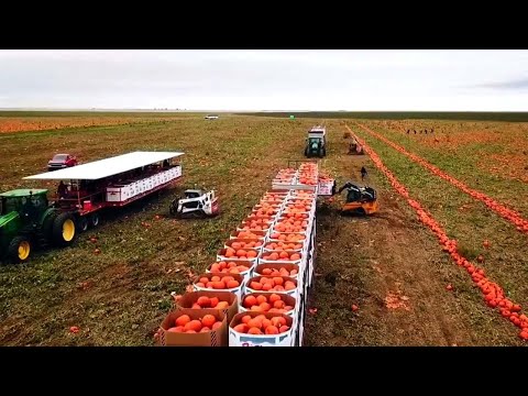 How To Produce 1,1 Billion Pounds Of Pumpkins In...