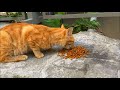 Orange Fluffy Cat Was Very Hungry YUFUS