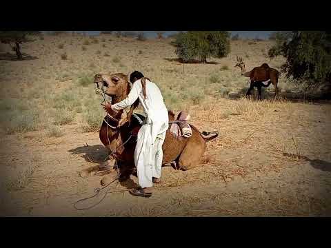 First time camel riding | Owner of camel training to his camel for first time | How to ride on camel
