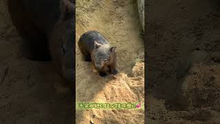 オーストラリア固有動物のヒメウォンバットの貴重なケンカシーン！ #youtubeshorts #shortvideo #commonwombat