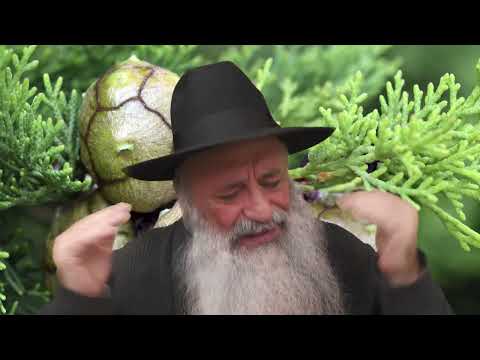 Les bienfaits du cyprès pour la santé