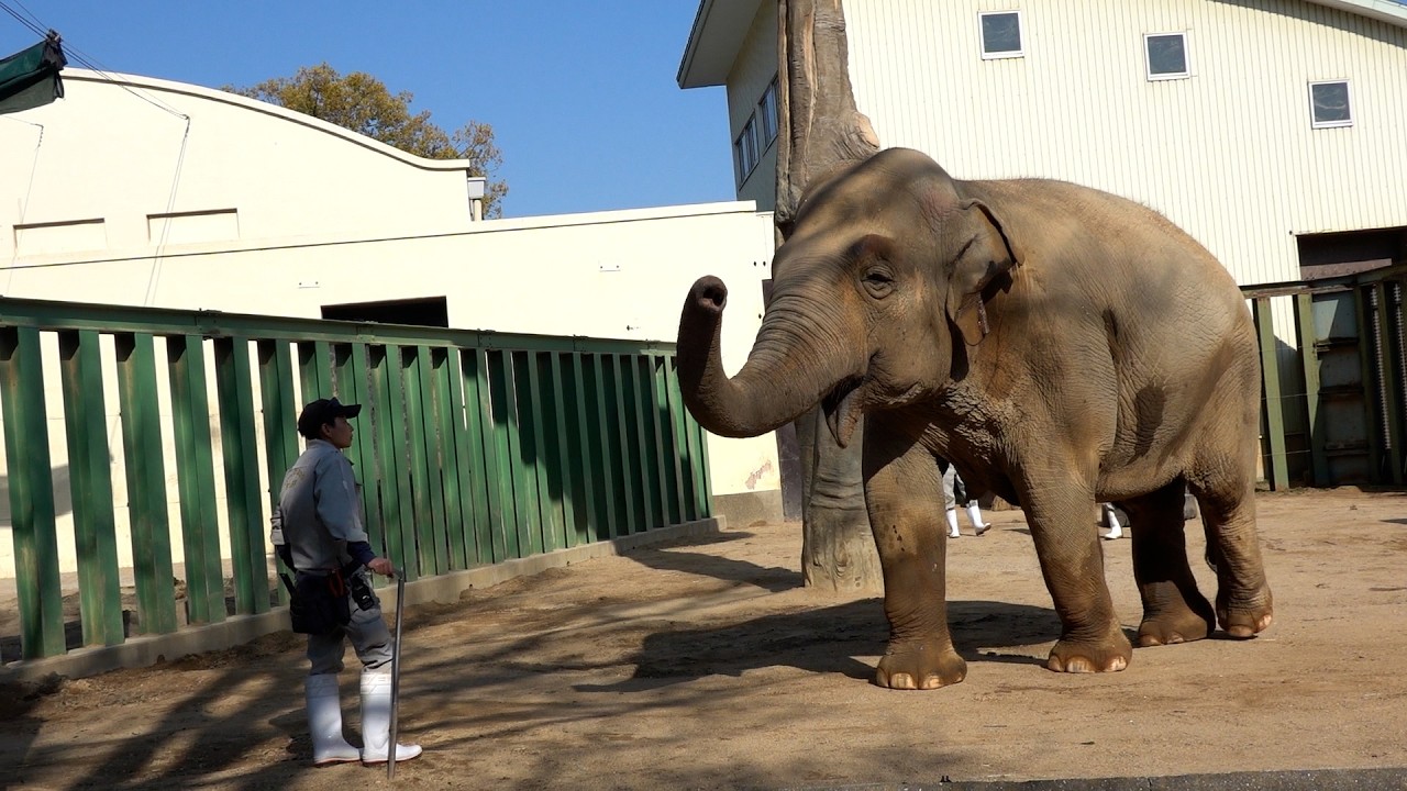 2026.03.20 15:21 ズゼのトレーニング（爪のお手入れ、伏せ、お座り）