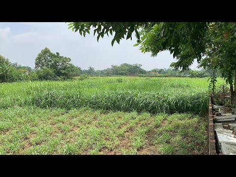 DÊ LAI NHỐT CHUỒNG VÀ CHĂN THẢ