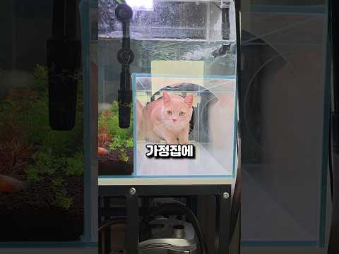 해외에서 난리난 고양이 우주선 수족관 ㄷㄷ
