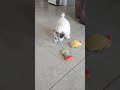 Cavapoo dogs for sale: Tyler - Video 1