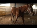 EU ministers to meet over horse meat scandal.