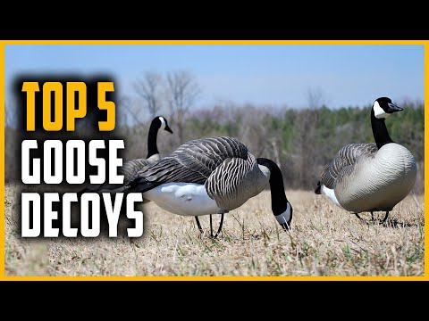 , title : 'Best Goose Decoys 2021 | Top 5 Goose Decoy for Hunting'
