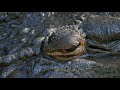 Extreme Close Up Of A Large Saltwater Crocodile Opening Its Eye