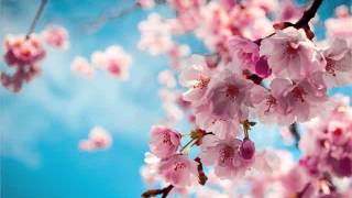 Apple blossom flowers