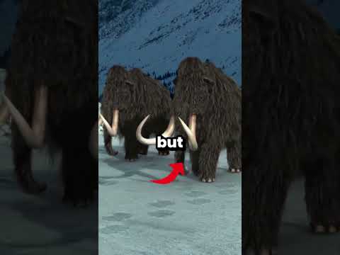 The woolly mammoth is coming back