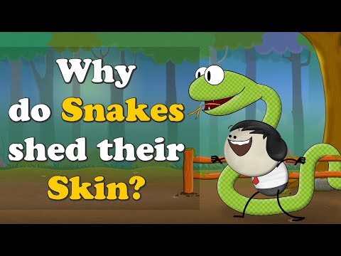 Why do Snakes shed their Skin? | #aumsum