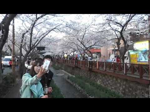 Jinhae Cherry Blossom Festival 2012