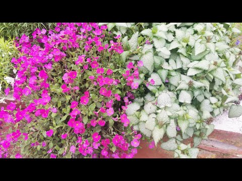 Free copy right video || Natural sounds Beautiful Flowers || zahida in London vlogs || #shorts