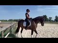 Jument dressage competition 7 ans