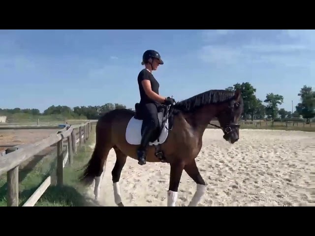 Jument dressage competition 7 ans