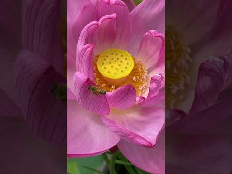 ミツバチの好きな花のリスト: 花粉媒介者を引き寄せる 20 以上の蜂蜜植物!  庭園