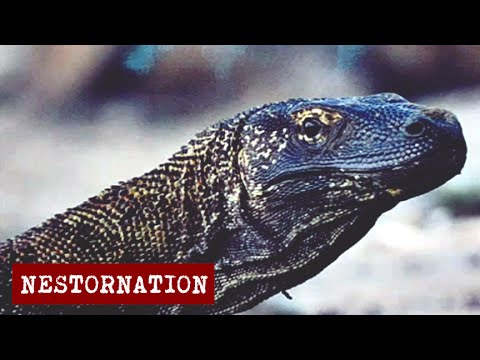 Ivan Nestorman | Nestornation - Komodo