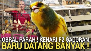 Download lagu PASAR BURUNG ! GUDANG KENARI DI OBRALAN SAMPAI 80RB PER EKOR PASAR BURUNG PRAMUKA KIOS BAJANG mp3 Download lagu PASAR BURUNG ! GUDANG KENARI DI OBRALAN SAMPAI 80RB PER EKOR PASAR BURUNG PRAMUKA KIOS BAJANG mp3