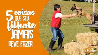 5 COISAS QUE SEU CAOZINHO JAMAIS DEVE FAZER   FAMLIA ERICO