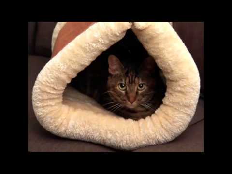 Kitty Shack Official Commercial
