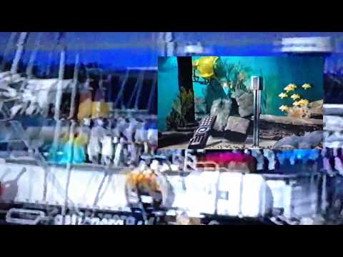 firm - Maxelll (video)