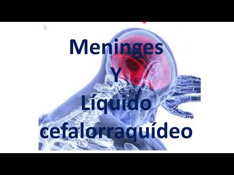 Meninge y líquido cefalorraquídeo