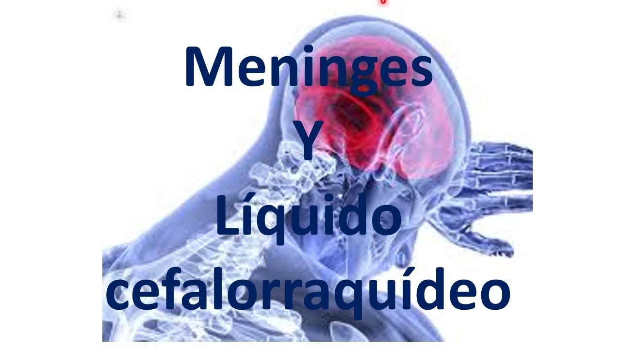 Meninge y líquido cefalorraquídeo