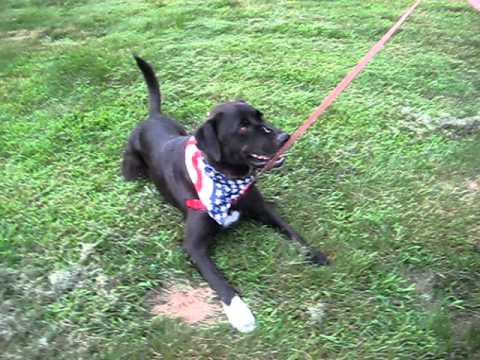 DUKE-LOCAL!! with video, an adopted Labrador Retriever & Golden Retriever Mix in Princeton, MA_image-1