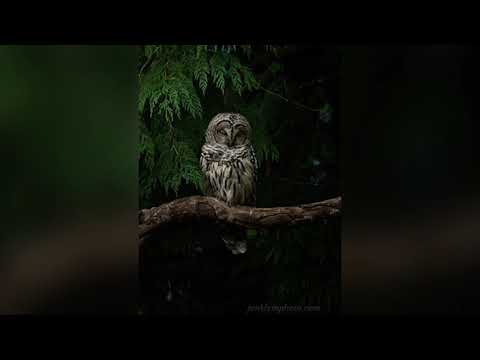 Spanxti | Jus Mano Kumuzeliai