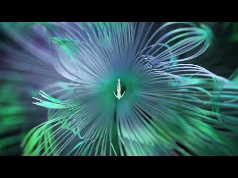 Innellea - Reflected Wisdom - Five Phases Project (4/5)