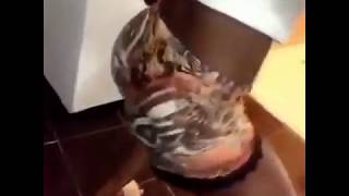 FALLY IPUPA ELOKO OYO ANGOLA