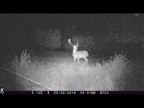 Daino Palancone in giardino di notte indifferente ai cani