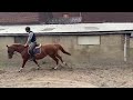 Jolie jument 4 ans, +-1m67, Origine Conthargos