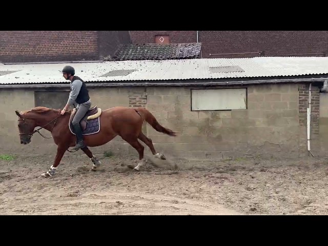 Jolie jument 4 ans, +-1m67, Origine Conthargos