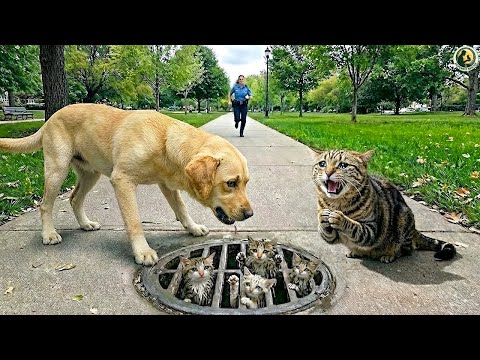Hero Dog Asks People for Help & Kindness — Rescuing a Tiny Kitten Trapped in a Storm Drain