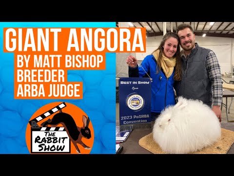 , title : 'Giant Angora Rabbit Breed by Matt Bishop ARBA Judge and Breeder'