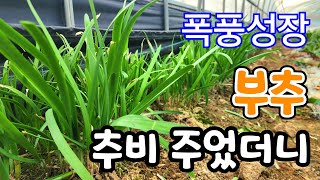 부추 자르고 추비 주었더니? 두껍고 연한 부추! 지금 이것만 해도 1년 동안 부추 맘것 먹을 수 있다